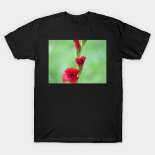 Blooming Gladiolus T-Shirt